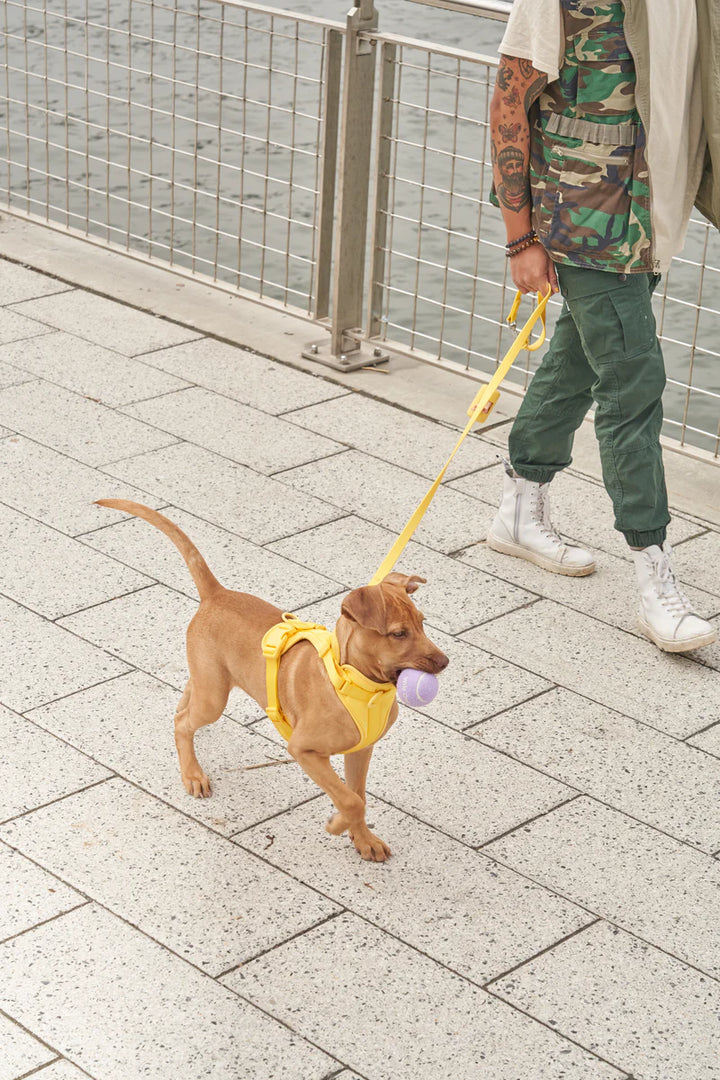 Petopia Premium Walk Kit
