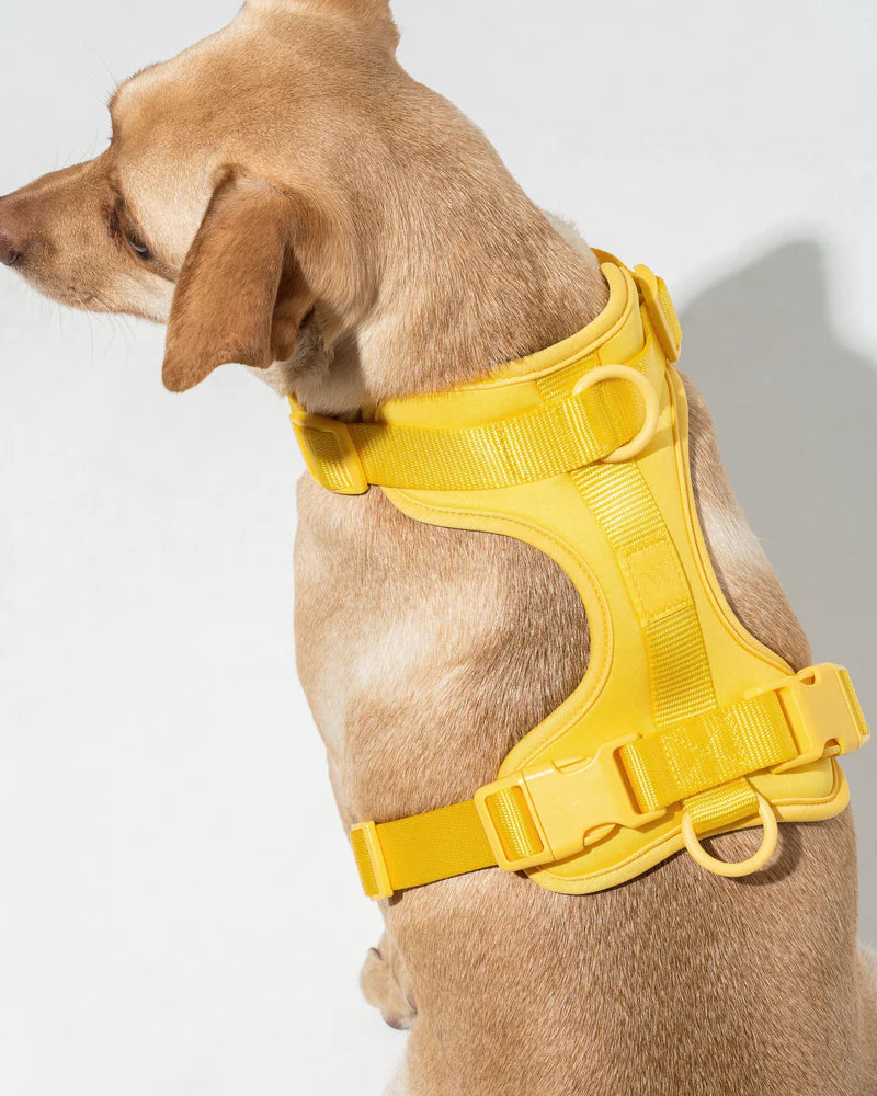 Petopia Premium Walk Kit